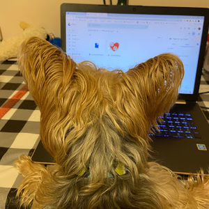 Meet your Posher, Amy